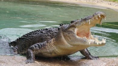 Eliminating an alligator that devoured a woman