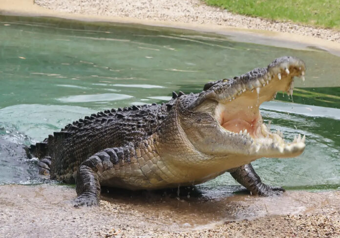 Gator’s Gruesome Grip: Florida’s Lethal Encounter