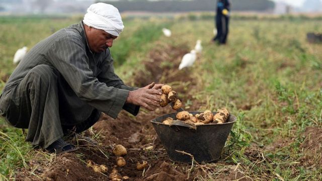 Farmers suffer from difficult living conditions despite agriculture being the primary productive activity of modern Egypt