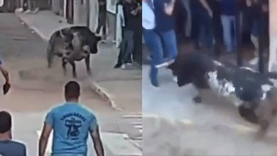 The moment the angry bull attacked the businessman and his friend