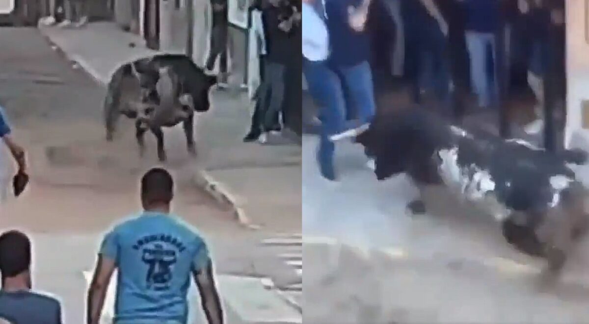 The moment the angry bull attacked the businessman and his friend