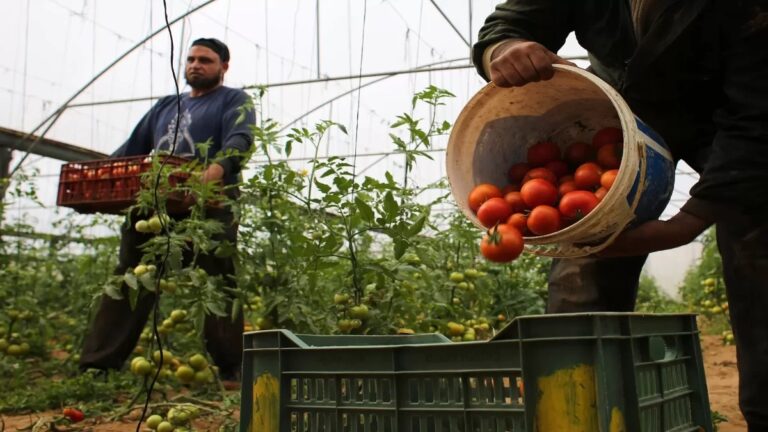 Controversy Surrounds Allegations of Jordan’s Tomato Exports to Israel Amid Regional Tensions