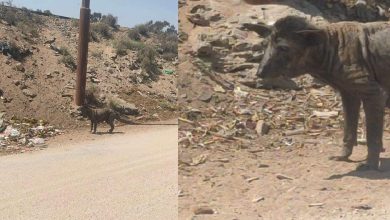 Strange animal infects 4 people in Luxor Governorate