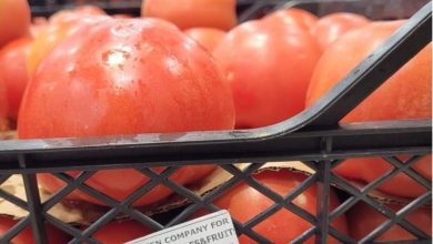 Jordanian tomatoes flood the Israeli markets