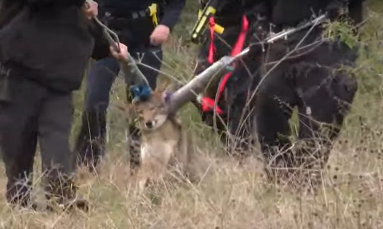 Coyote Attacks in Central Park, Texas: Unprecedented Threat to Community Safety