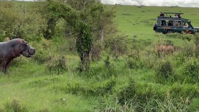 Hippopotamus Challenges Lion Dominance