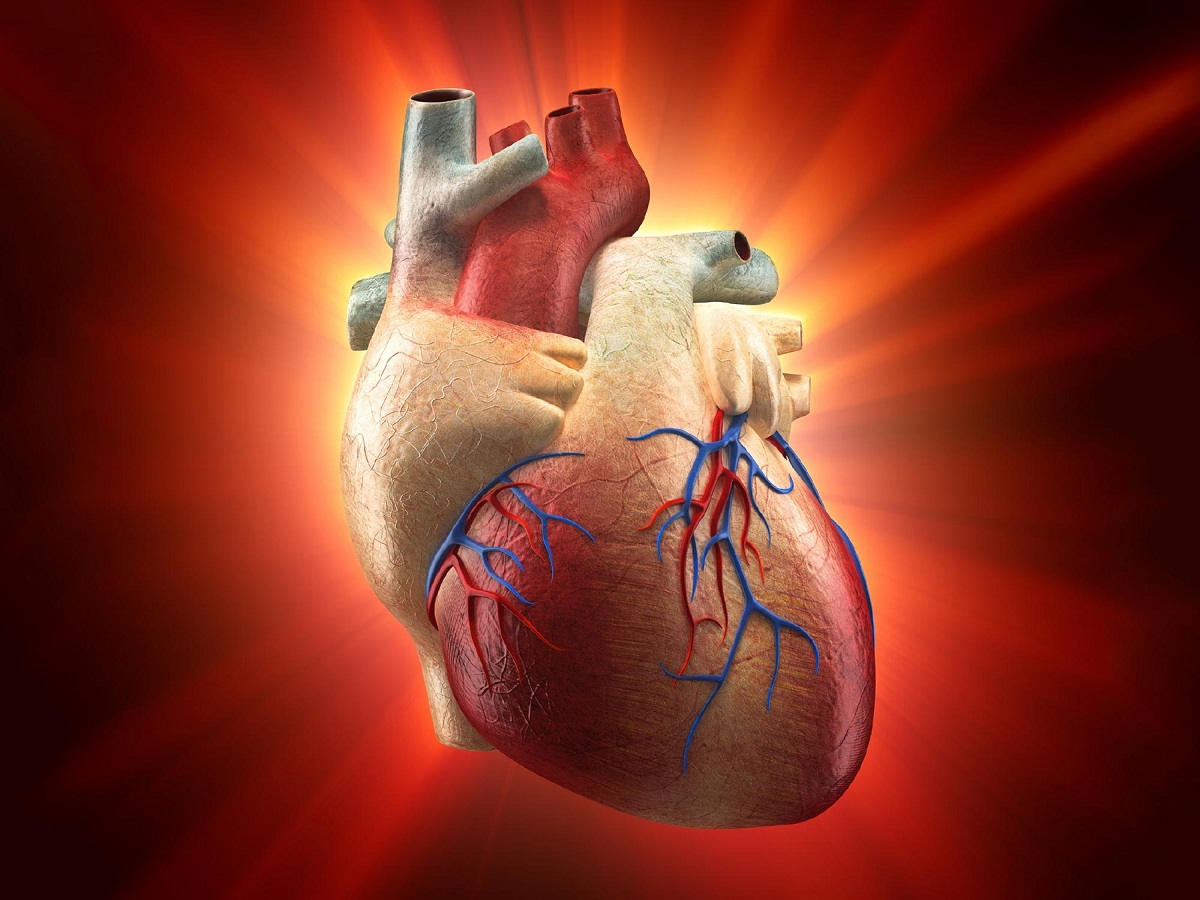 Human heart regeneration