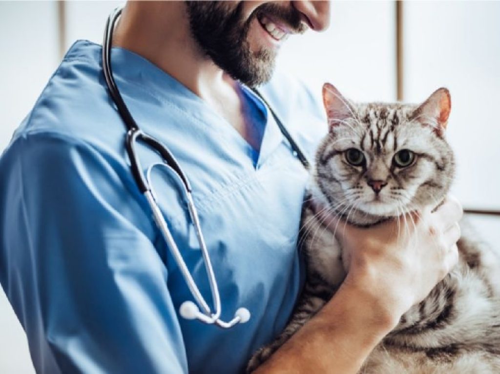 Veterinary profession salary