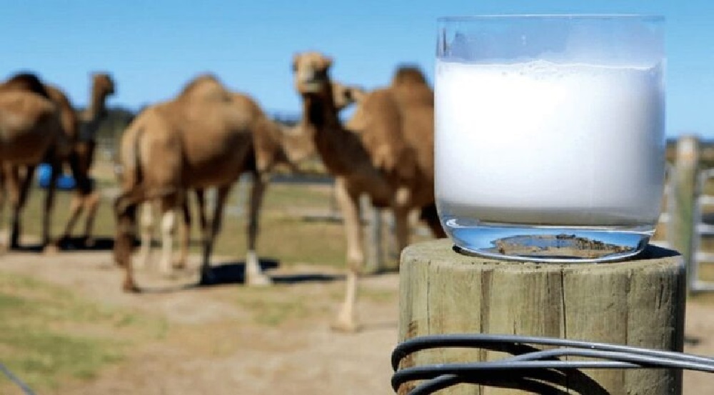 Camel milk health benefits