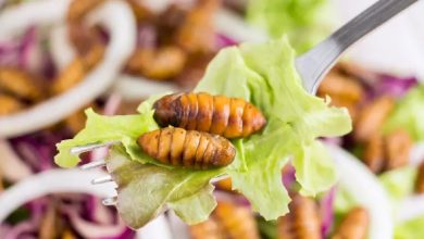 Insect protein