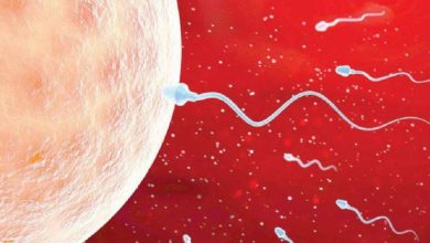 A study published in Human Reproduction finds a link between sperm quality and life expectancy