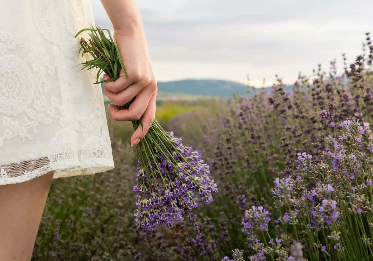 لرائحة الخزامى مزايا تُحارب الإجهاد، من خلال خفض مستوى الكورتيزول، الهرمون المسؤول عن الإجهاد. 