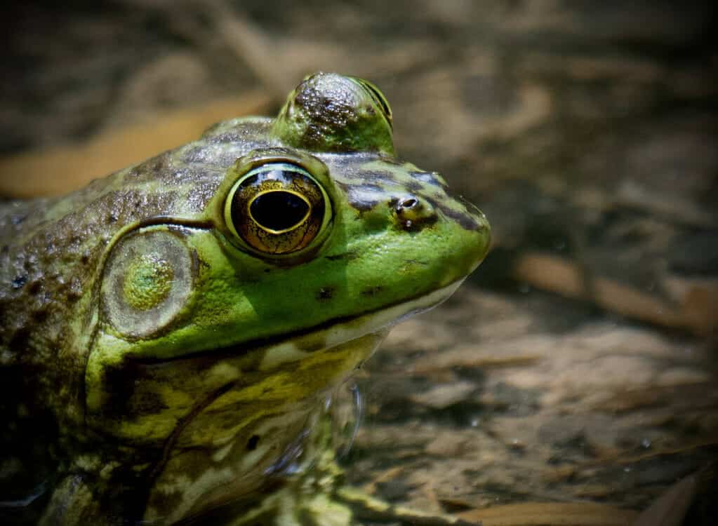 Pictures: Animals that are said to never sleep