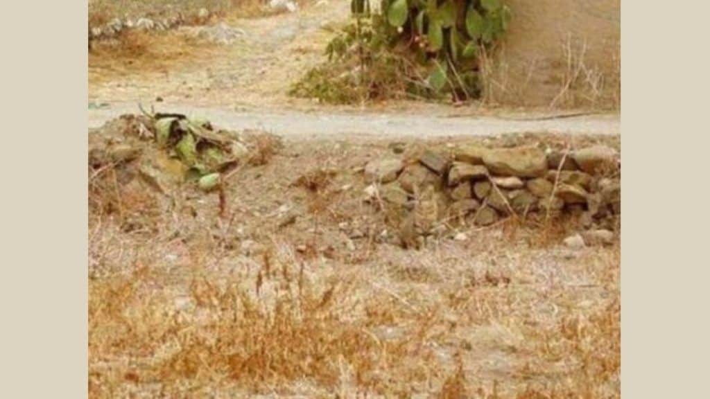 أمامك 8 ثوانٍ فقط.. هل يمكنك تحديد مكان القطة في هذه الصورة؟ watanserb.com