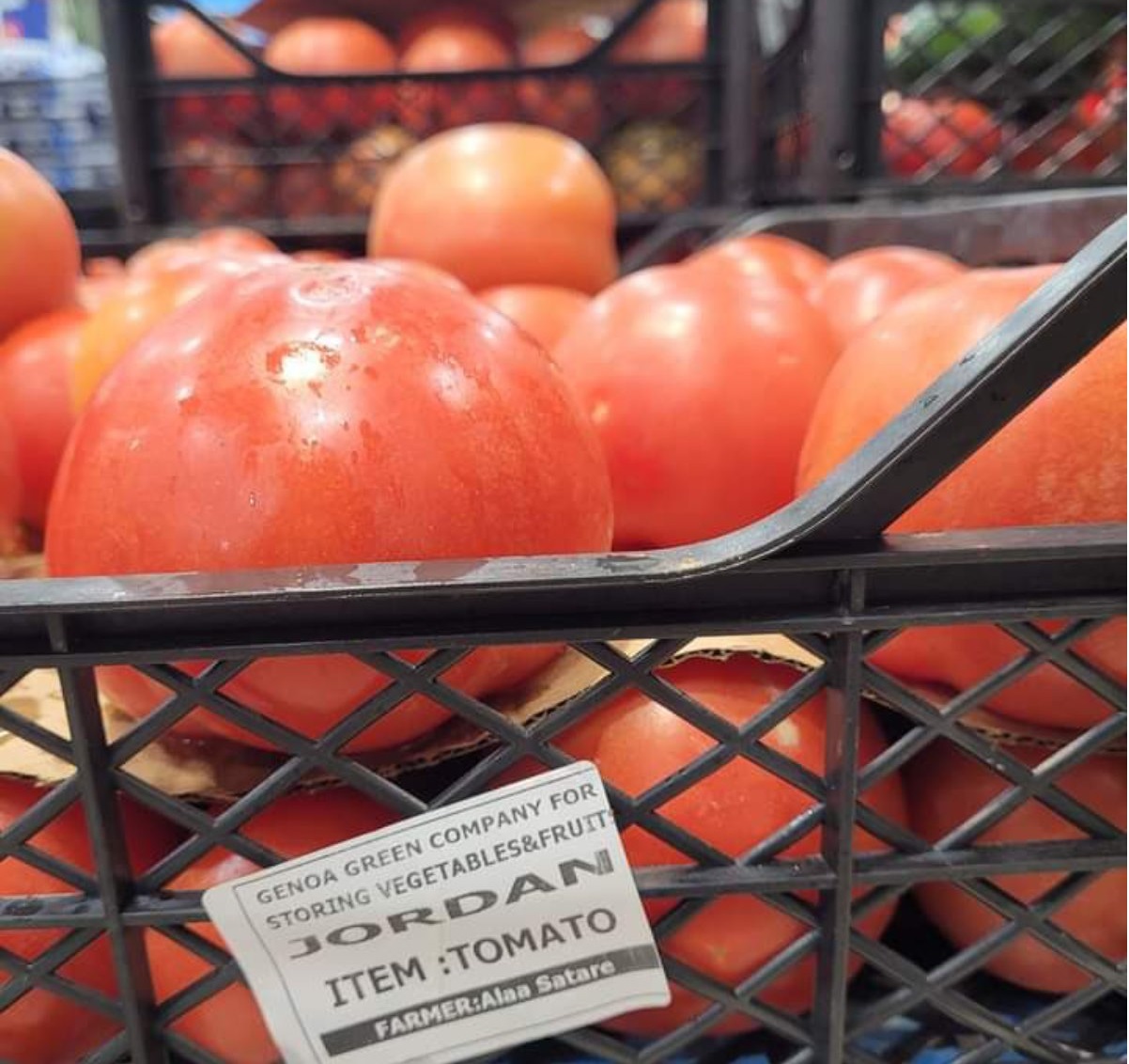 الطماطم الأردنية لإسرائيل