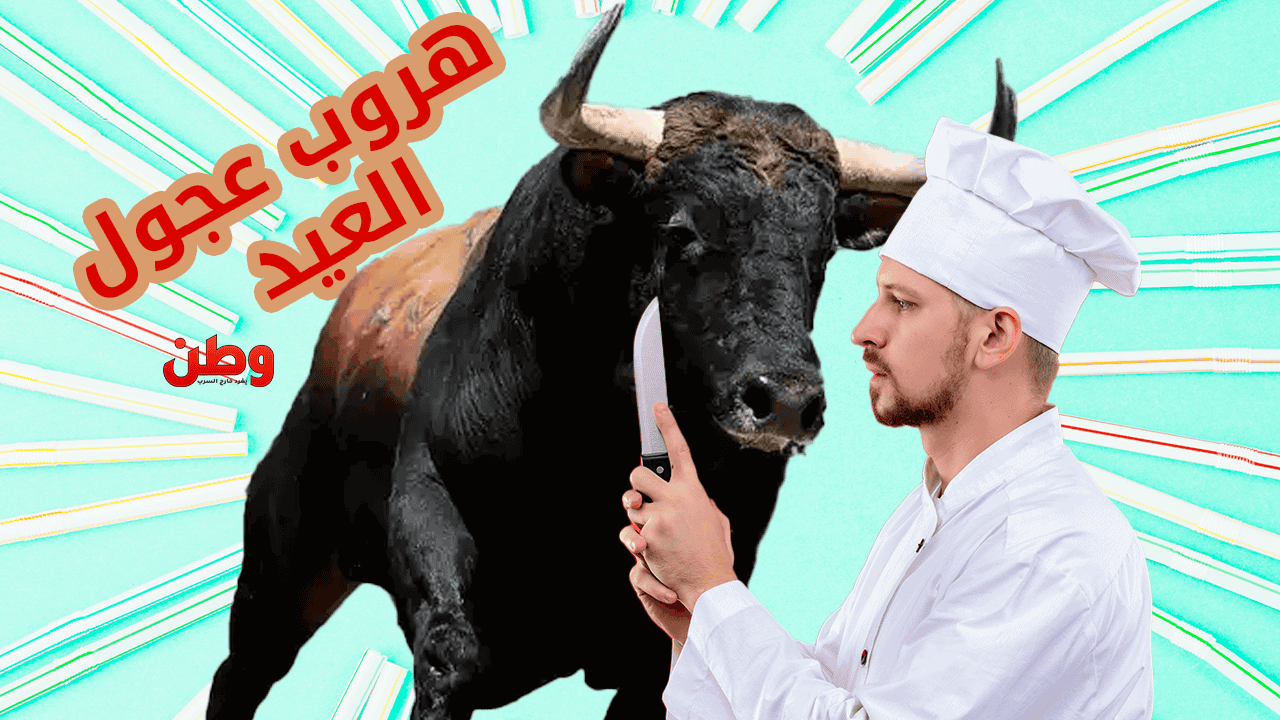 هروب عجول العيد