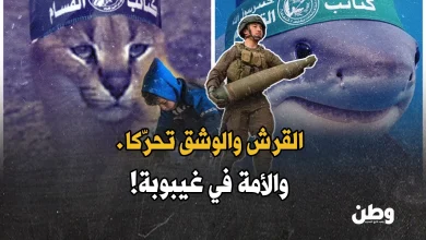 هجوم سمكة قرش على إسرائيلي